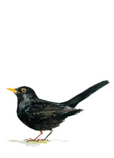 Animals Bird - Blackbird Unframed